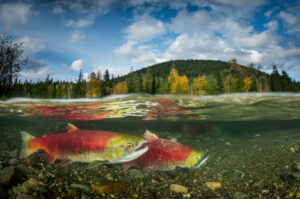 Fraser River Salmon Swim Challenge